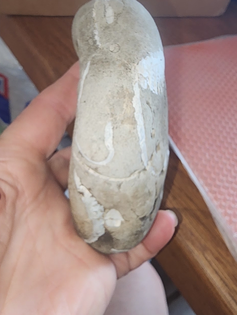 Hag Stone With Fossilized Shells In It - Picture 4 of 6